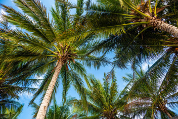 Fototapeta na wymiar Palm tree top view, relaxing background. Indonesia