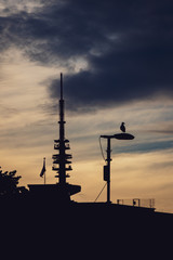 Beauty silhouette in  Hamburg city with bird