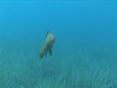 grouper fish underwater close up eyes looking to camera ocean scenery  fish portrait