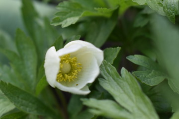 white and yellow flower