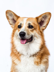 dog looks out with tongue sticking out, welsh corgi breed