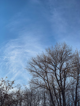 Blue sky with spring twig