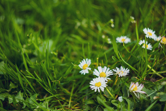 daisies in the grass