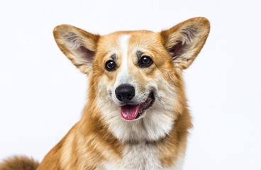 dog looks out with tongue sticking out, welsh corgi breed