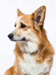 dog looks sideways, breed Welsh Corgi