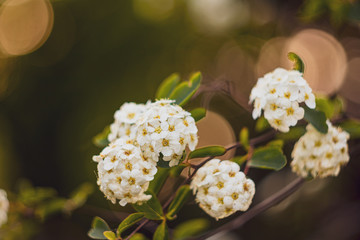 Sweet Alyssum or Lobularia maritima white flowers with beauty bokeh from analog lens