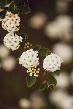 Sweet Alyssum or Lobularia maritima white flowers with beauty bokeh from analog lens
