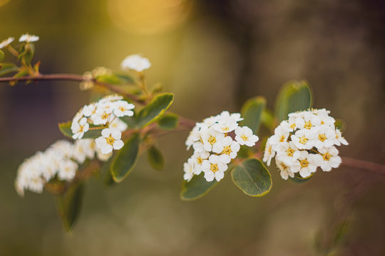 Sweet Alyssum or Lobularia maritima white flowers with beauty bokeh from analog lens