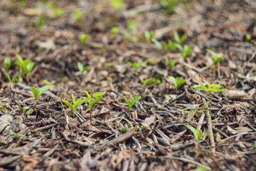 young green plant, new life in the garden