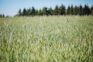 Green landscape. Wheat field. Cereals. Harvest.