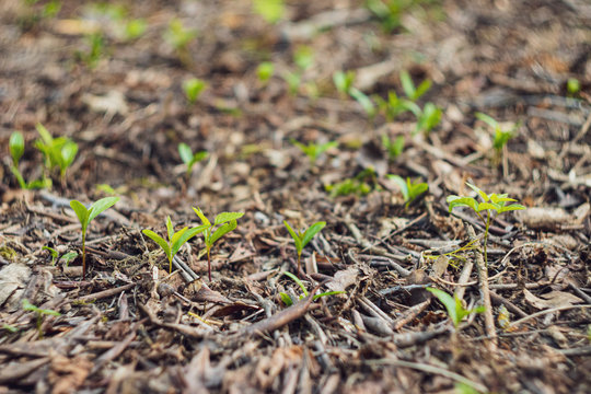 young green plant, new life in the garden