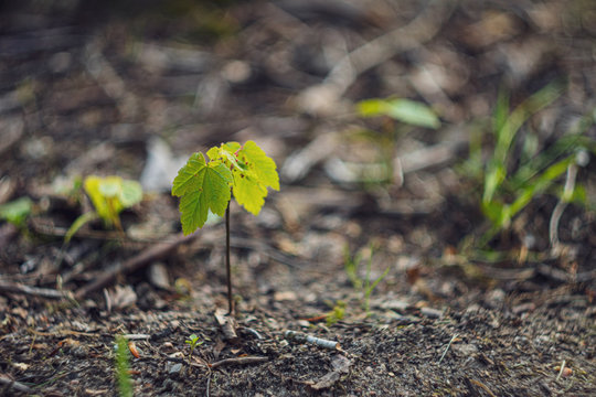 young green plant, new life in the garden