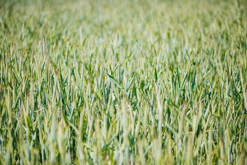 Green landscape. Wheat field. Cereals. Harvest.