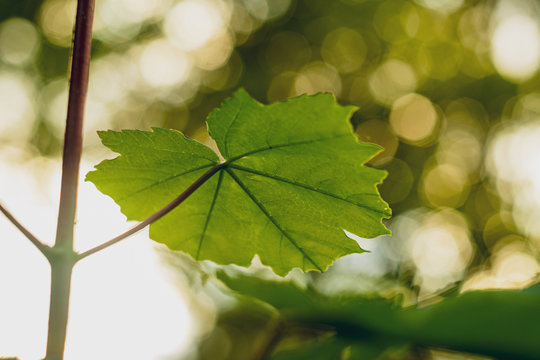 Close-up Of Beauty Leaves On Tree with cool bokeh