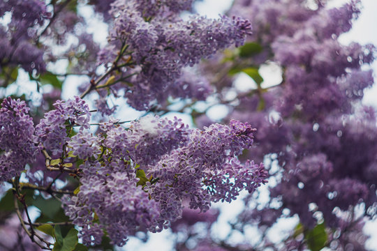 Branch with spring lilac flowers. Nature bokeh background.