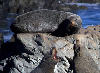  Fur Seals at Red Rocks Reserve, New Zealand