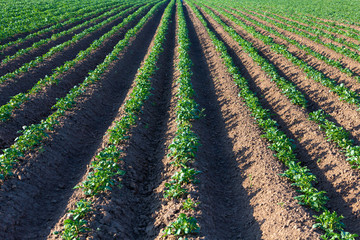 Fototapeta na wymiar Kartoffelanbau in der Landwirtschaft
