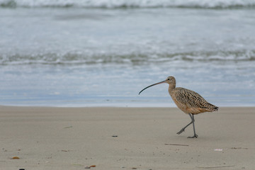 Long Beak Curlew