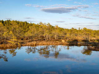 Fototapeta na wymiar Colorful evening and sunset over the bog lake, crystal clear lake and bog in the evening, reflections on the water. Pine in the background.