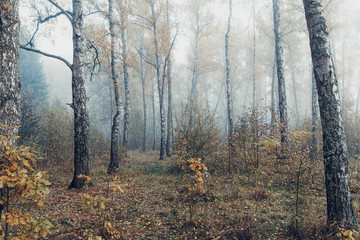 Misty morning in the woods in the fall. Morning, autumn.