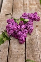 Lilac on a wooden bench