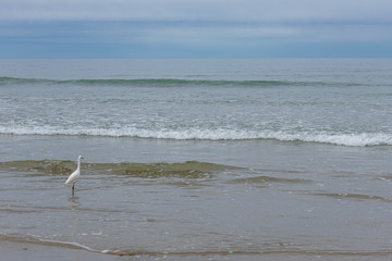 Monterey Bay Beach