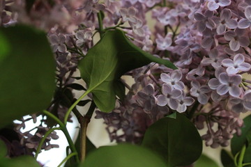 blossoming lilac