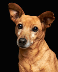 portrait of a small dog