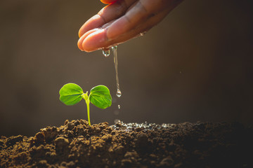 Earth day concept. Drop water on hand for growing tree. Protect the environment. Renewable energy...