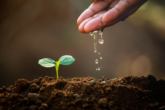 Earth day concept. Drop water on hand for growing tree. Protect the environment. Renewable energy for future. Global warming concept. Sustainable resources.