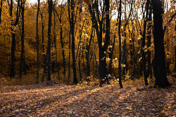 Obraz premium autumn in the forest