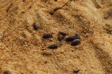 seashells on the beach