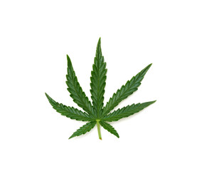 Single marijuana leaf - 04