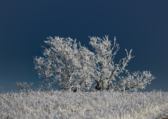 snow covered tree