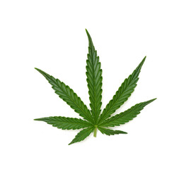 Single marijuana leaf - 02