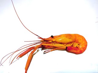 shrimp on a white background