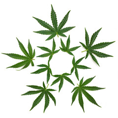 Marijuana leaves arranged as flower - V2