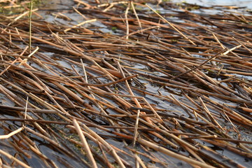 dry grass texture