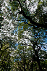 Tree branches and leaves.