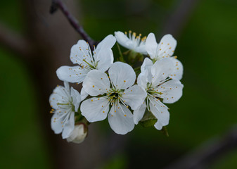 apple tree blossom