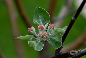 Red bud on tree