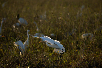 One heron flying with wings wide open . Natural Habitat  landscape.  Ecotourism for birdwatching and nature lovers.