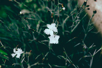 Flowering of white decarative cloves.