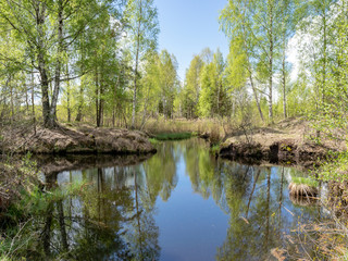 a swamp ditch, white birches along the edges, swamp grass and moss, wonderful reflections in the...