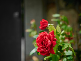 red rose close up