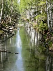 a swamp ditch, white birches along the edges, swamp grass and moss, wonderful reflections in the dark swamp water