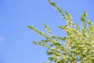The birdcherry tree blooms in the garden on a sunny day. Beautiful white flowers against the background