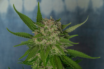 White Russian and Special Queen variety of marijuana medical flower