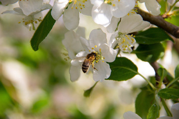 The bee pollinates the flowers. A bee sits on the white flowers of an Apple tree.