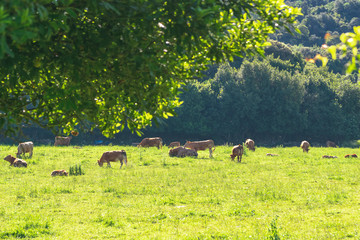 mountain scene with cows in the sun